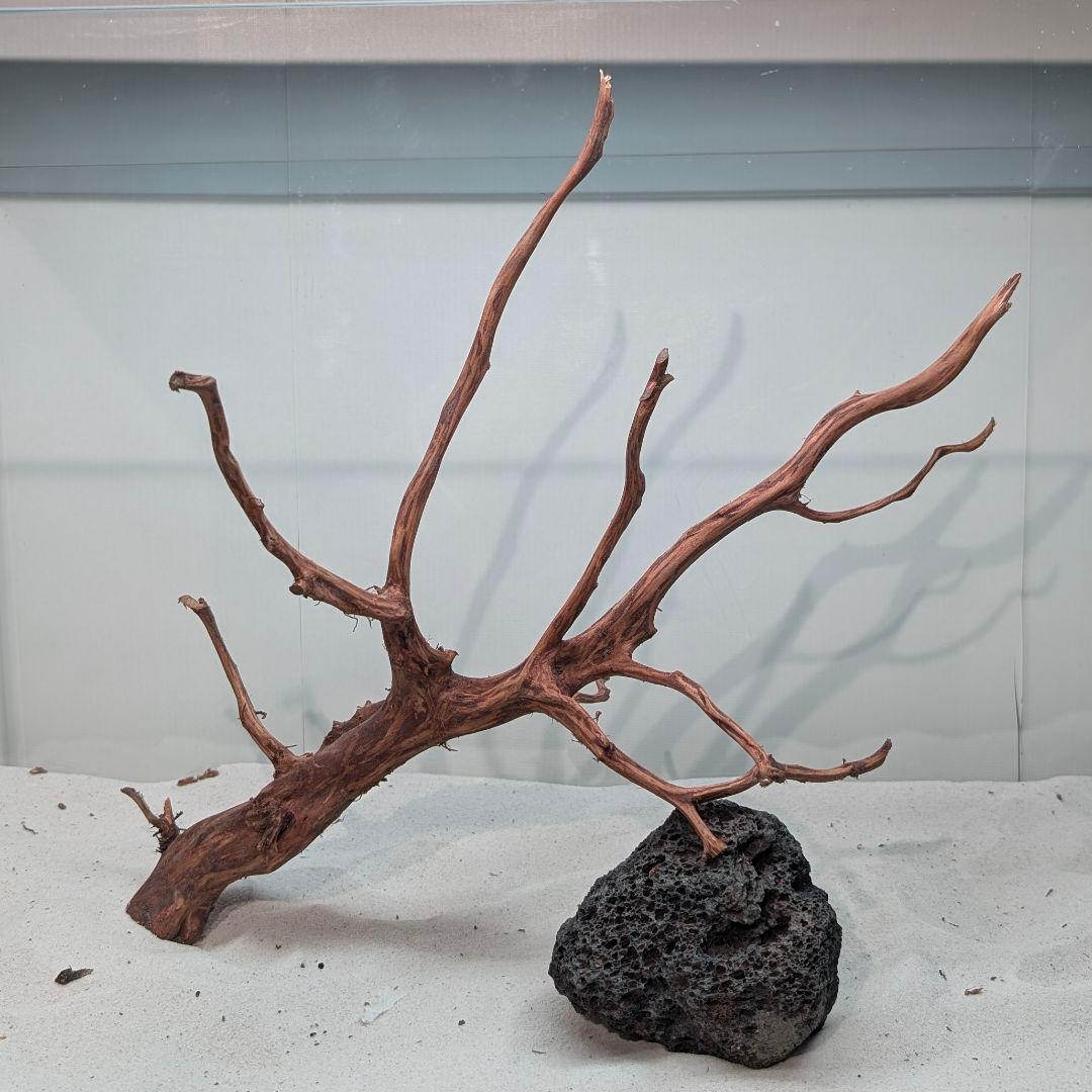 スマトラブランチウッド【SBC240】アクアリウム 流木 まとめ買い対応