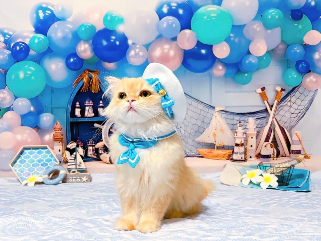 背景布夏BA② キッズ、ペット、7,8月撮影用フォトブース サーフィン