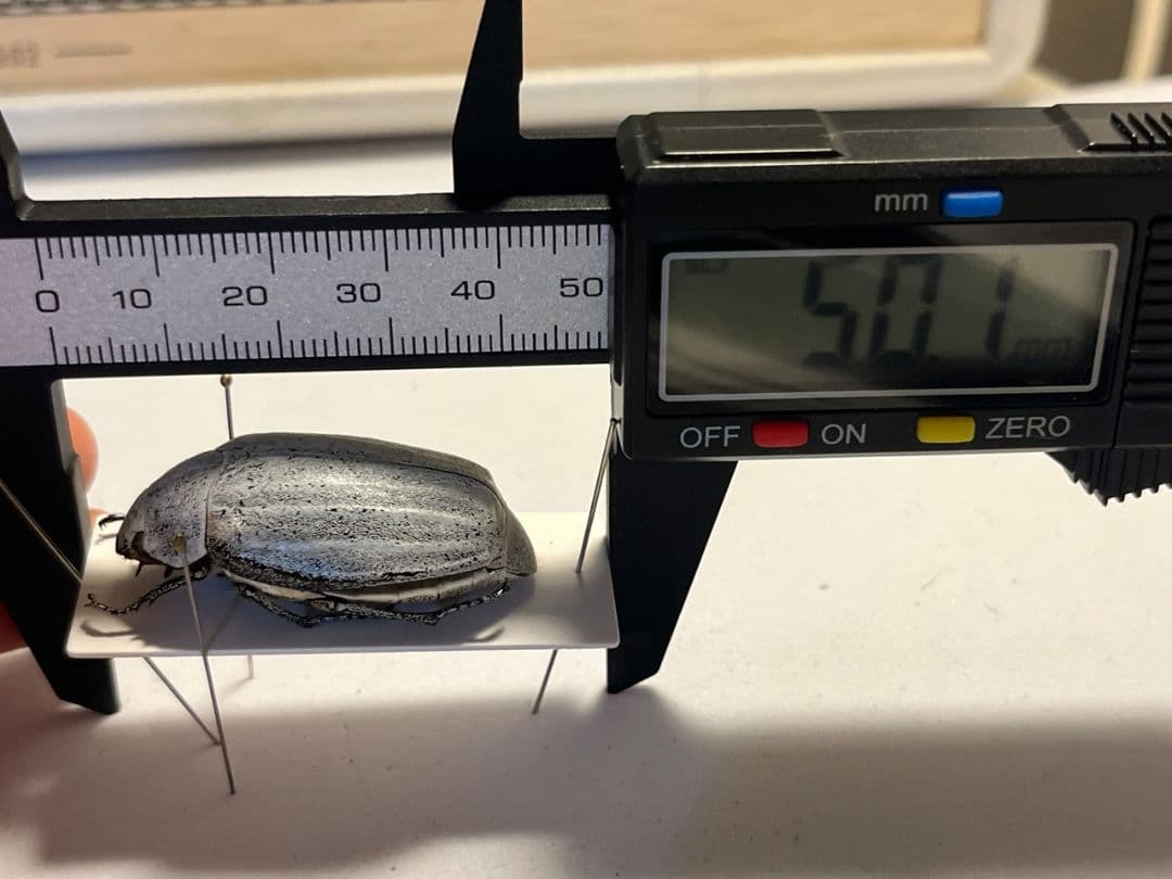 38mm】マッシロコガネ Cyphochi昆虫標本 プラチナコガネ - メルカリ