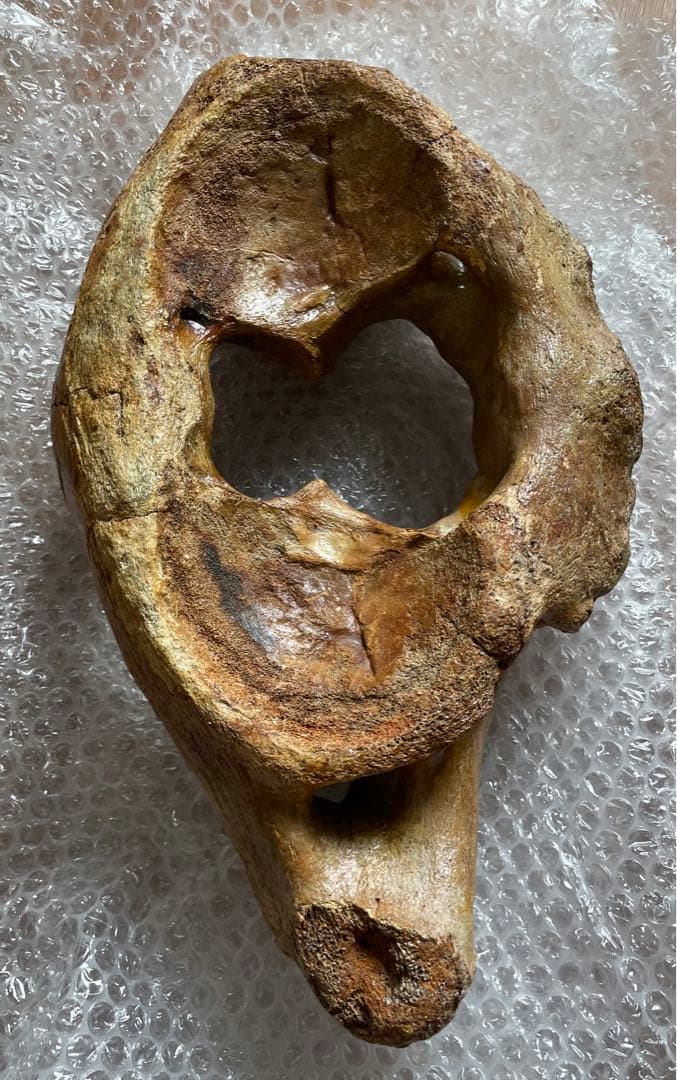 マンモス（販売中）の一覧です。 【特別出品】マンモスの環椎 化石 特大