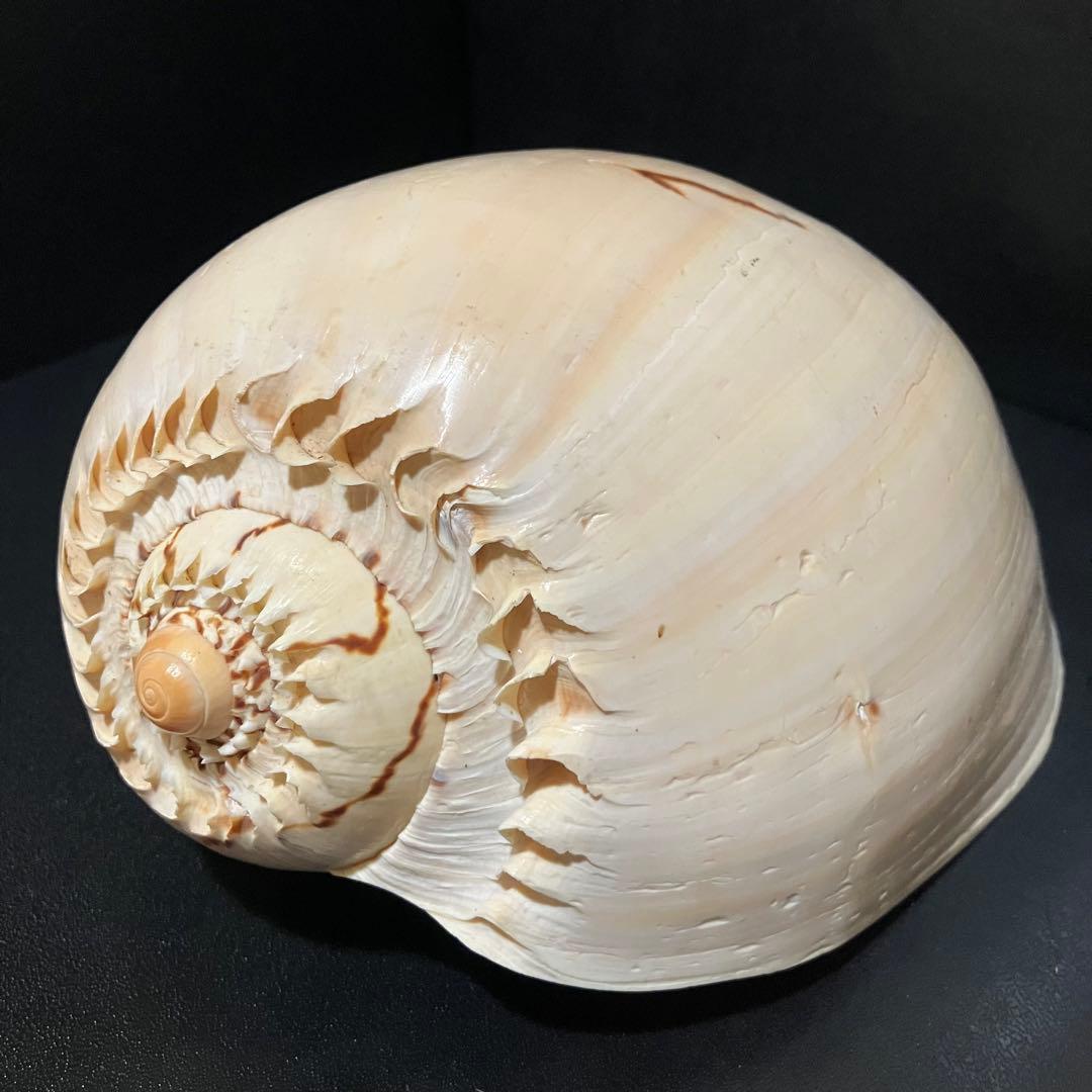 ヤシガイ 貝殻 約20cm - メルカリ