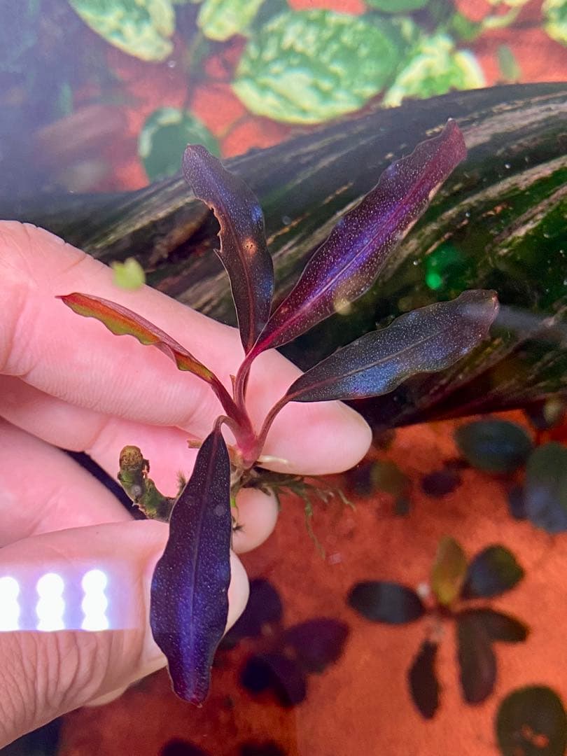 ブセファランドラspゴーストカリマンタン 3株 ブセファランドラ sp