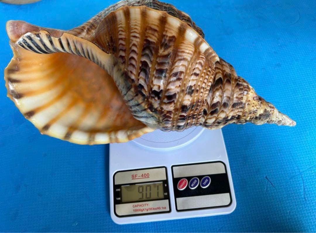 法螺貝 34cmホラ貝 ほら貝 ほらがい 螺貝 ホラガイ