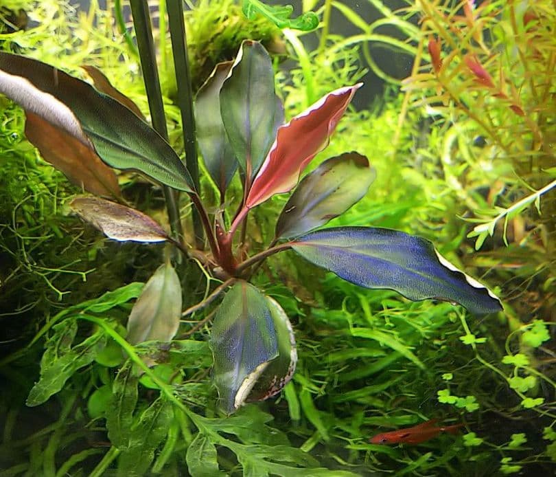 最高 ブセファランドラsp.ギャラクシーメタリックパープル 数量限定