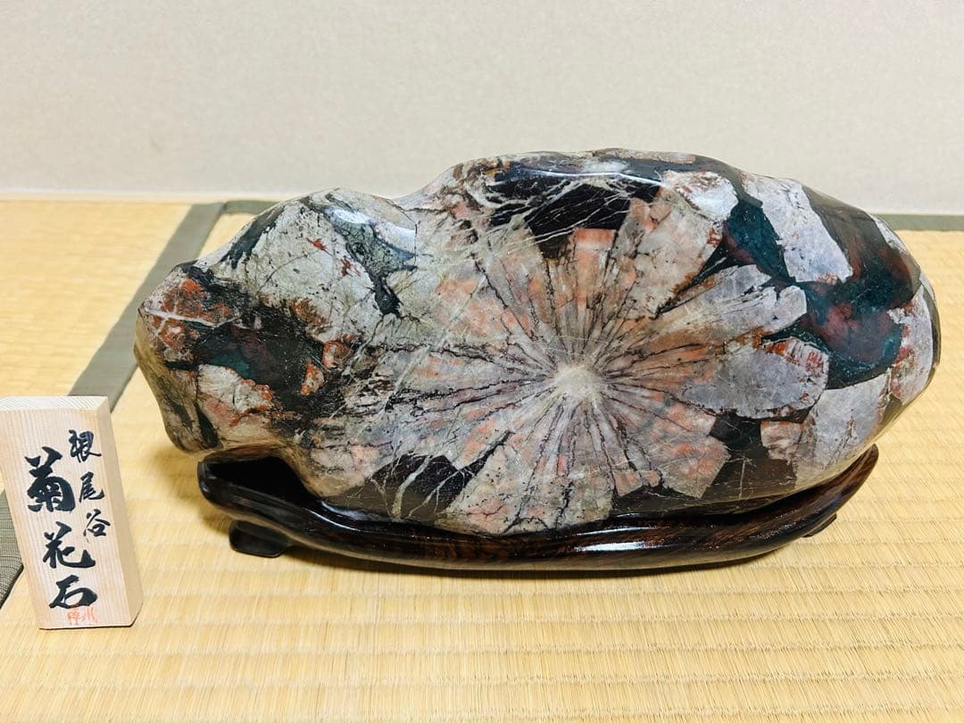 菊花石☆ 鑑賞石菊花石盆石