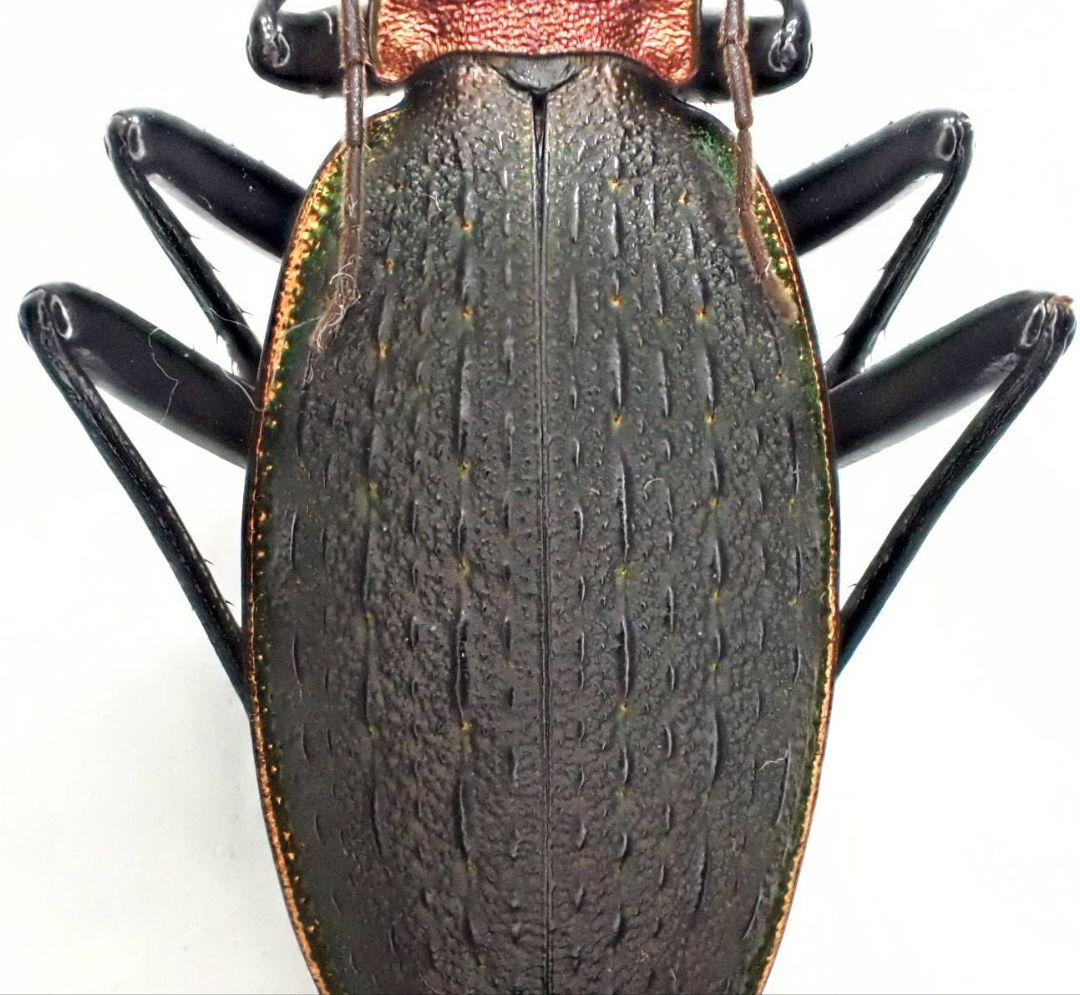 カブリモドキ 飼育交雑個体③