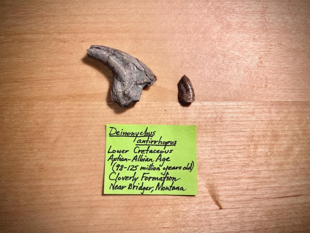 超希少・博物館級！デイノニクスの鉤爪と歯の化石 値段交渉可能