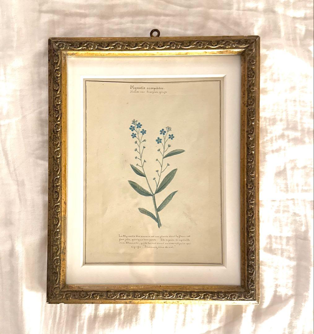 植物画 金色フレーム付き アンティーク