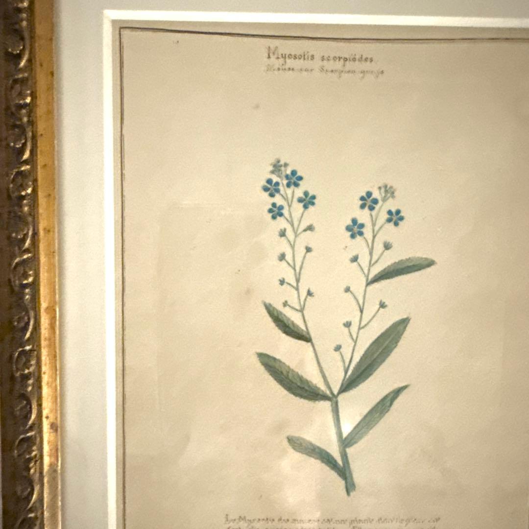 植物画 金色フレーム付き アンティーク