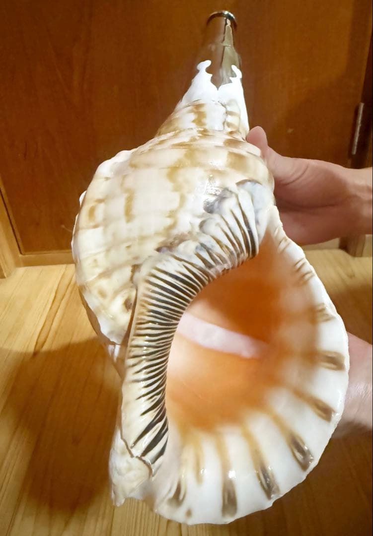 肉厚修験道法螺貝 山伏 密教 熊よけ 魔除け❣️ホラガイ ほら貝 - メルカリ