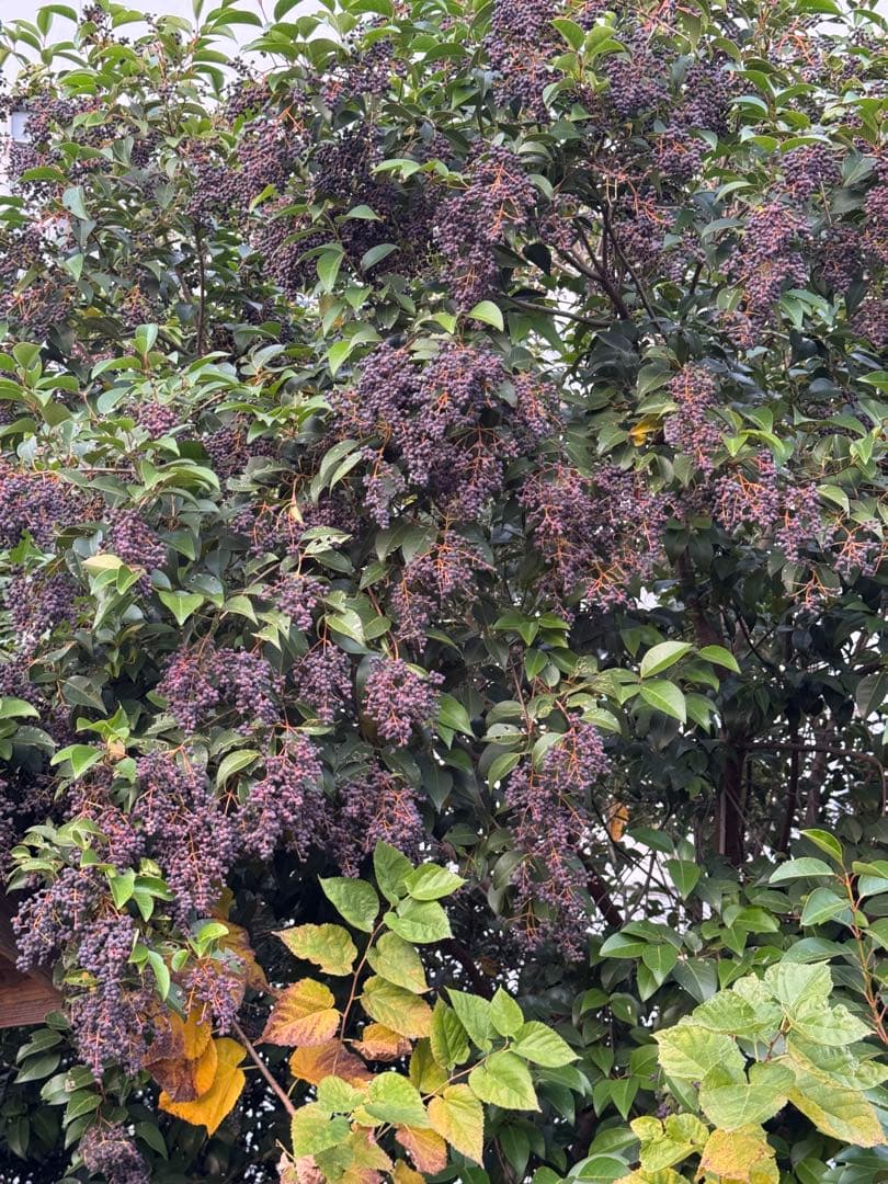 完熟フレッシュトウネズミモチの実　小枝付き