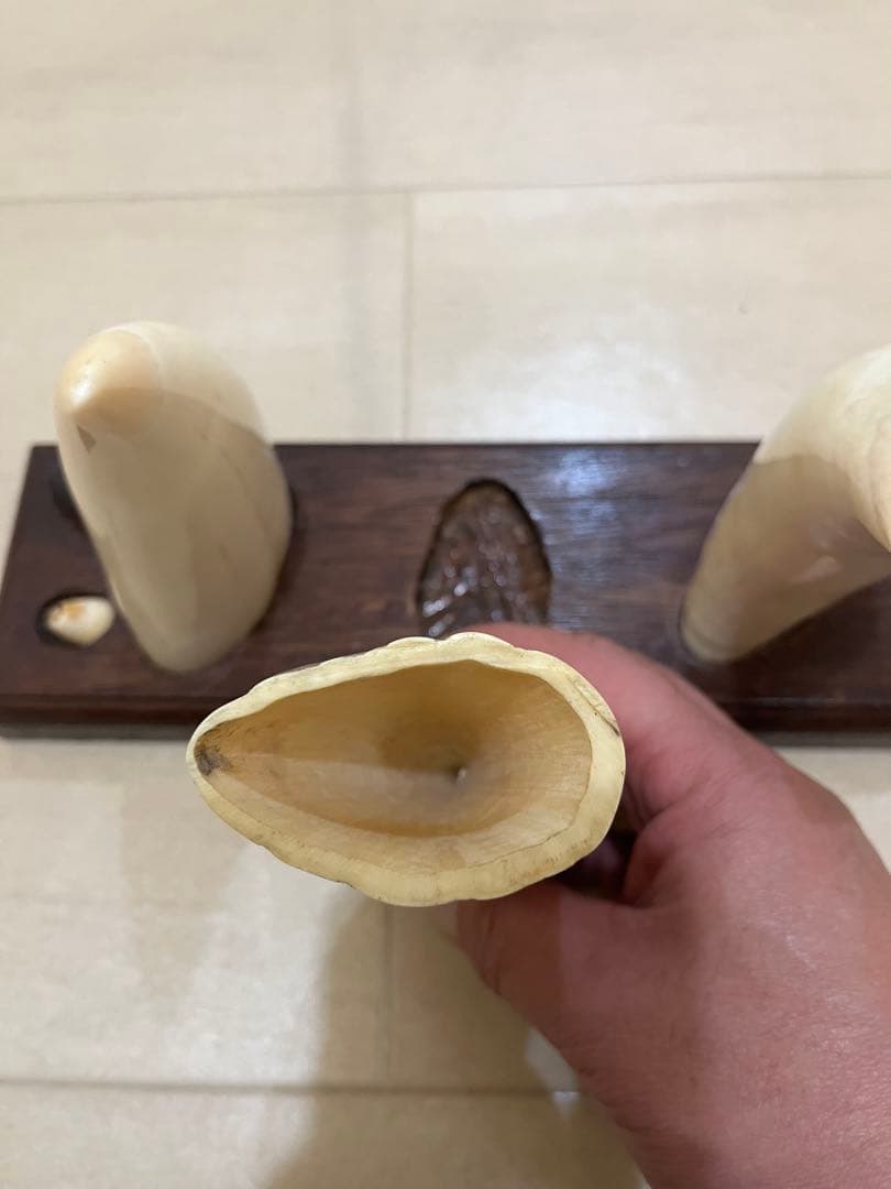 東*研様 希少マッコウクジラの歯置物