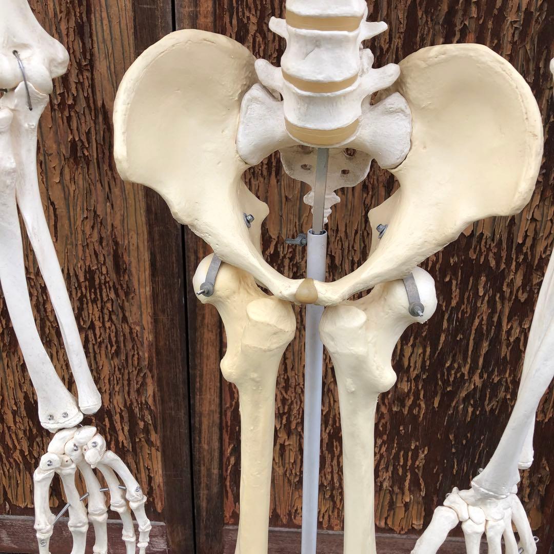 3B 人体模型 等身大 ドイツ 3B Scientific社 全身骨格模型 - メルカリ