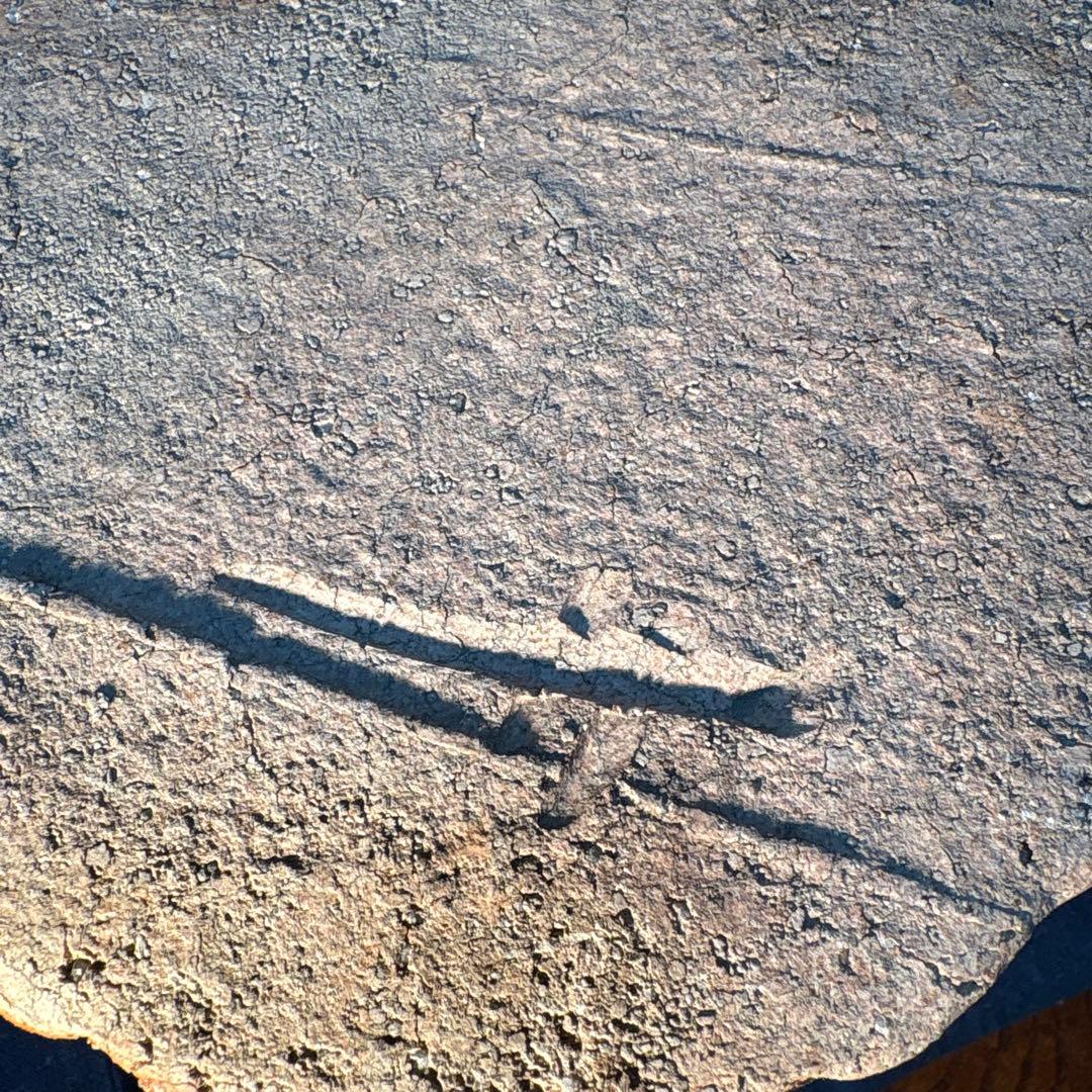 澤清嗣作 信楽焼 信楽鬼桶水指 陶器 水差し 茶色 筒形 木箱