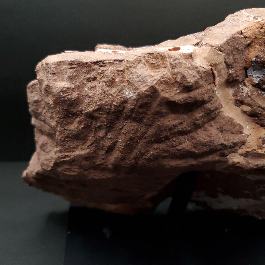 オヴィラプトル類 足 骨 本物 化石 中国産 208.95mm fr155