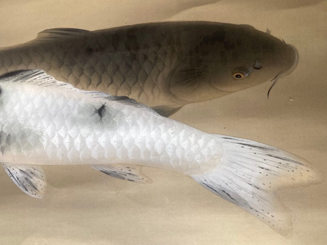 完全ジャンク品 白玲 五月鯉図 掛軸