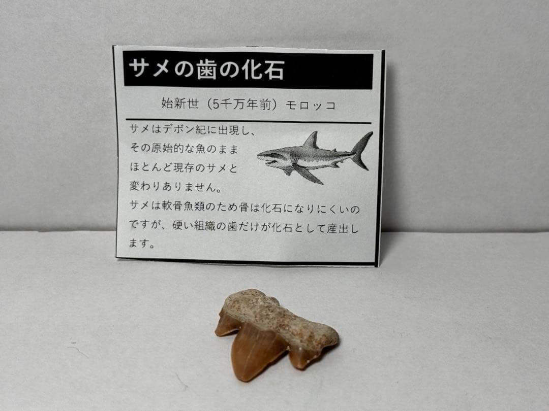 カ*ラ様 サメの歯の化石 始新世 5千万年前 モロッコ - メルカリ