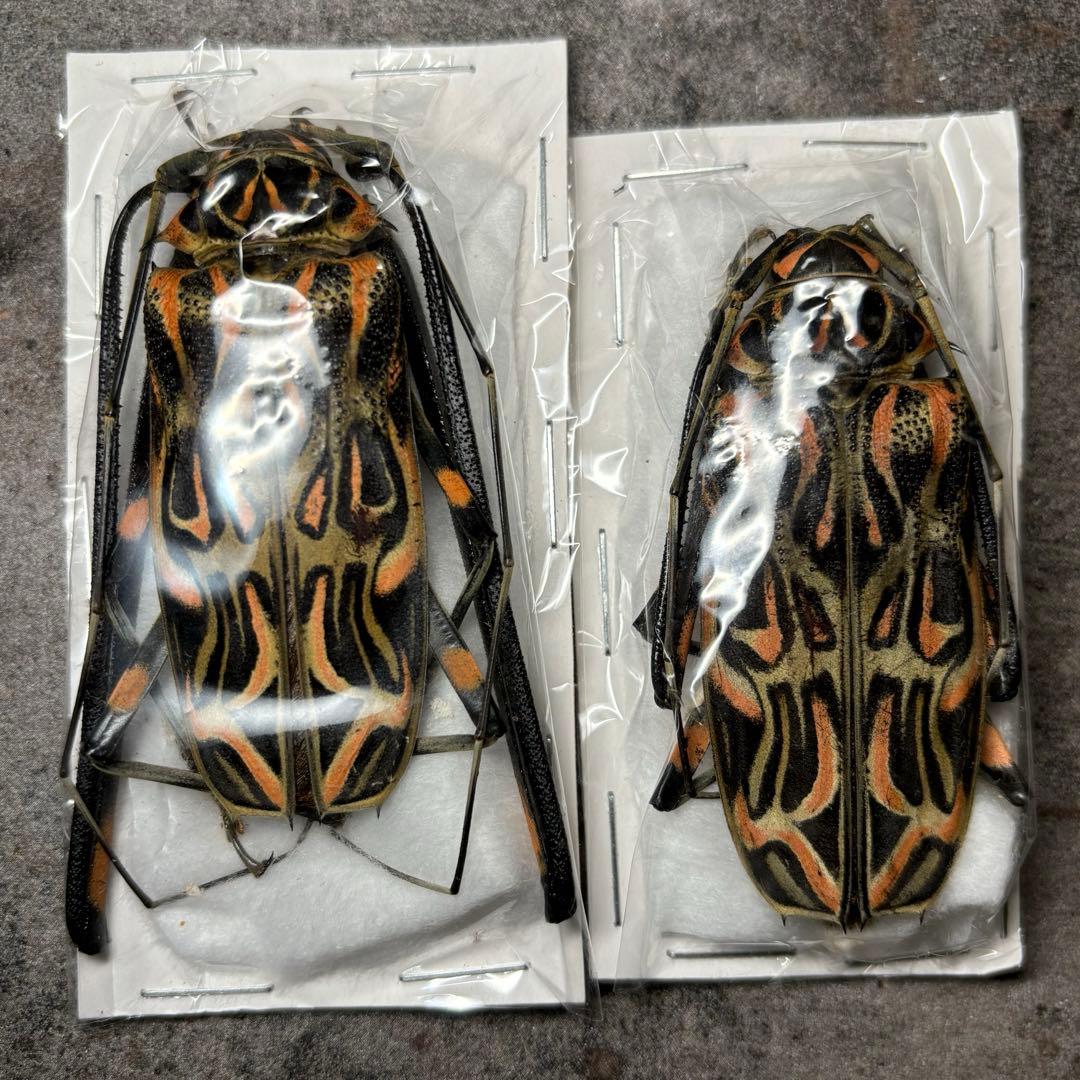 マダガカカル産 珍品ゾウムシ 17mmマダガカカル産 珍品ゾウムシ 17mm