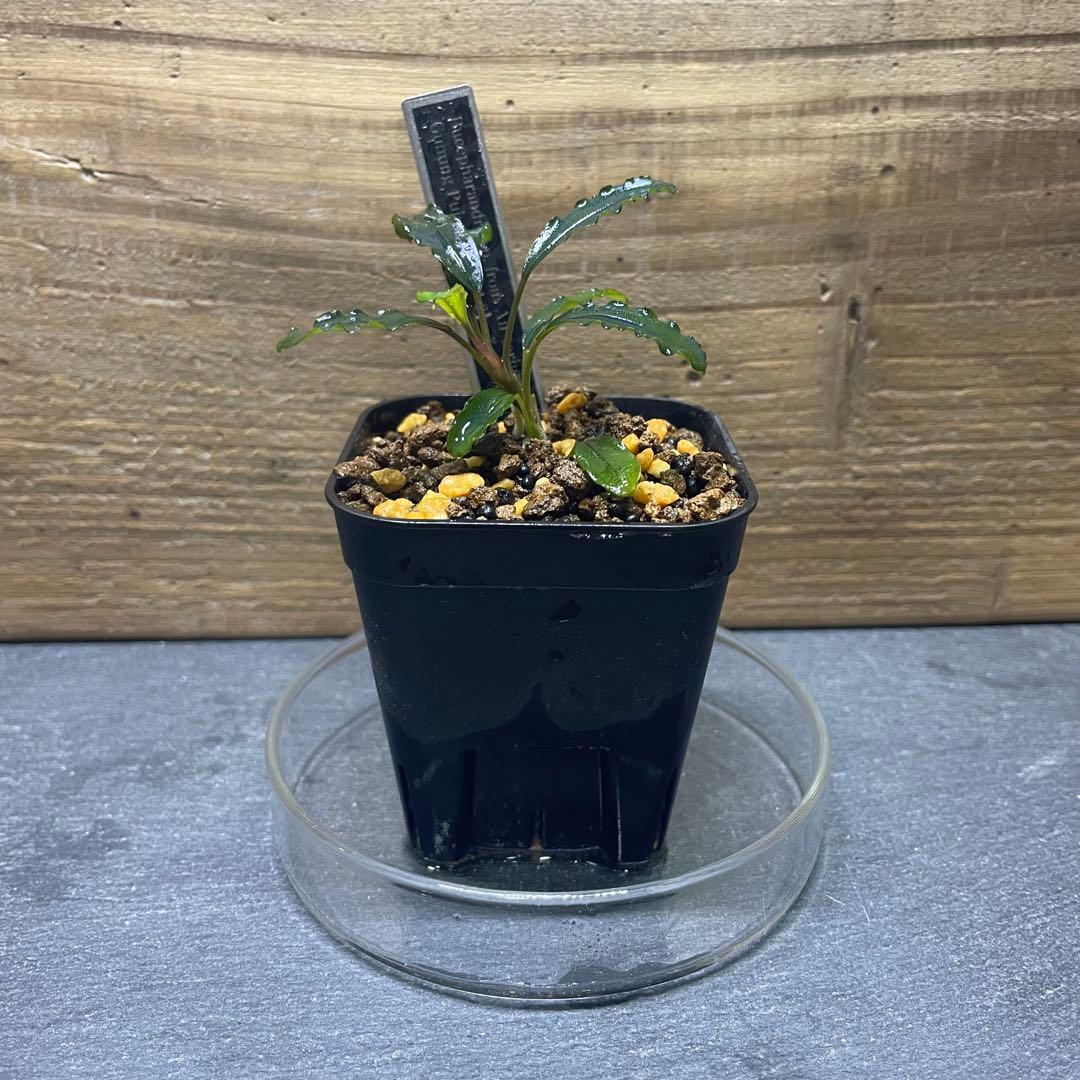 AZ便】from Air terjun Gunung Puis(green) - メルカリ