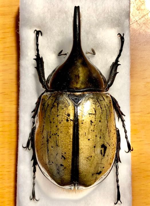 ⭐️モロンシロカブト♂標本⭐️