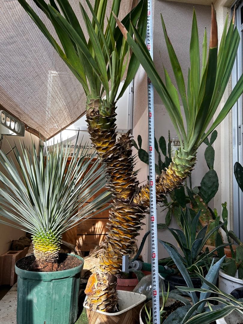 2026年最新】東京展美術協会の人気アイテム - メルカリ 小泊芳彦作