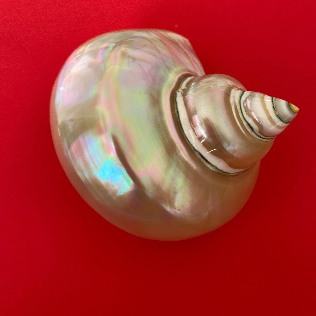 夜光貝 置物 磨き上げ済み ピカピカ ツルツル美品 ライトおまけ付き