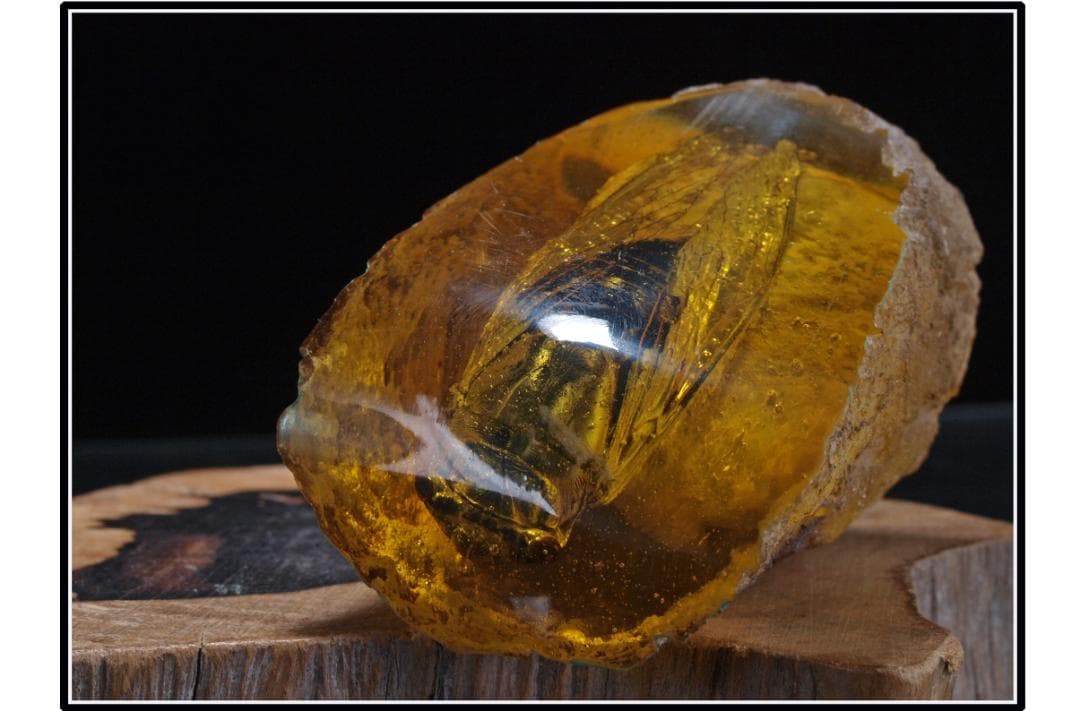 中国時代の化石 天然琥珀サソリ骨董品 古美術 DE1656D4-2