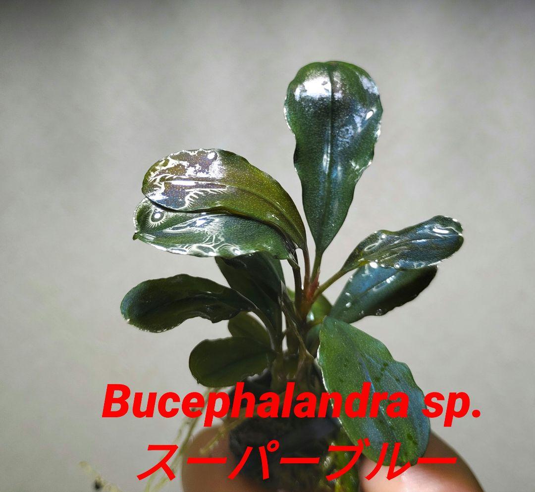 ブセファランドラ・Bucephalandra希少種群生美株セット1セット限定出品