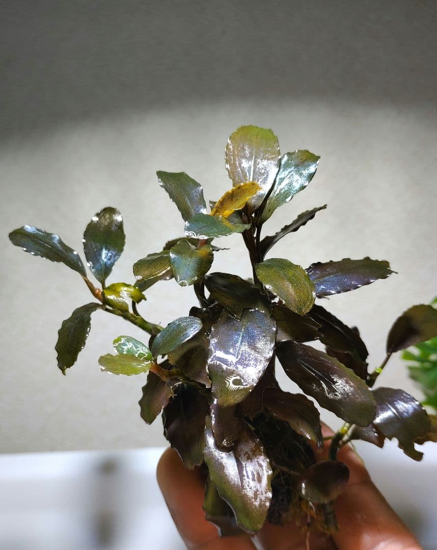 ブセファランドラ・Bucephalandra希少種群生美株セット1セット限定出品