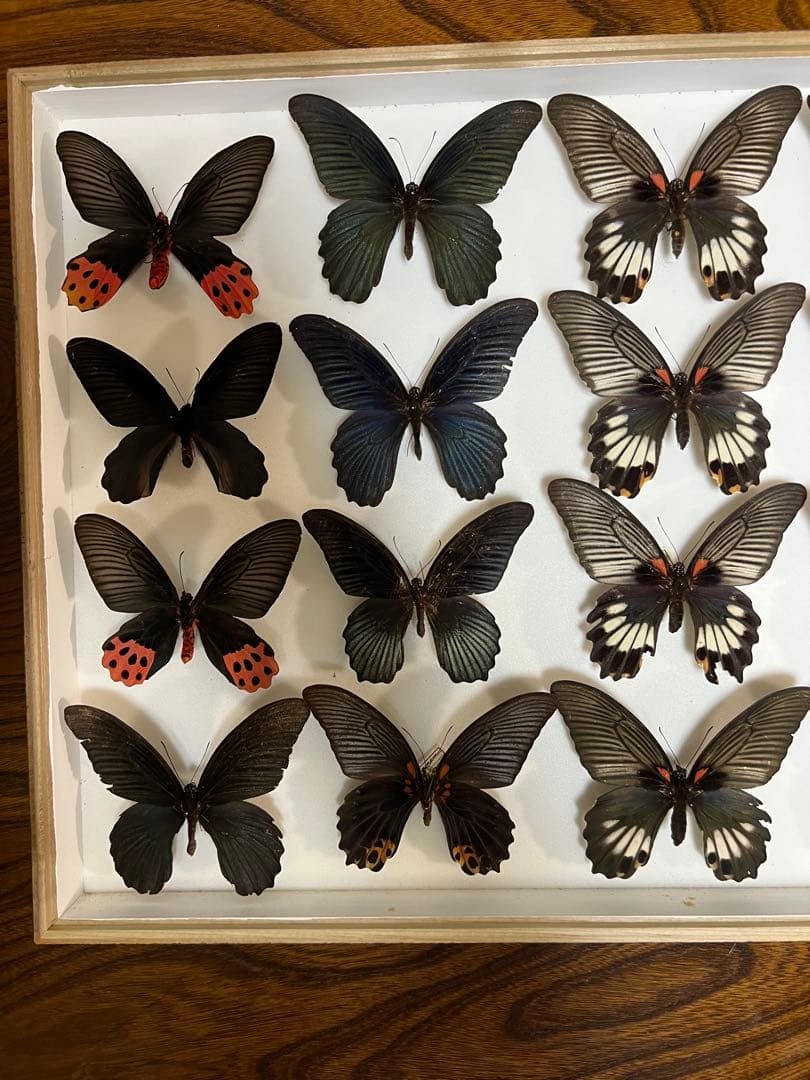 希少蝶標本ドイツガラス木箱現状品のみ41x50x6cm 蝶標本 希いっぱい種類