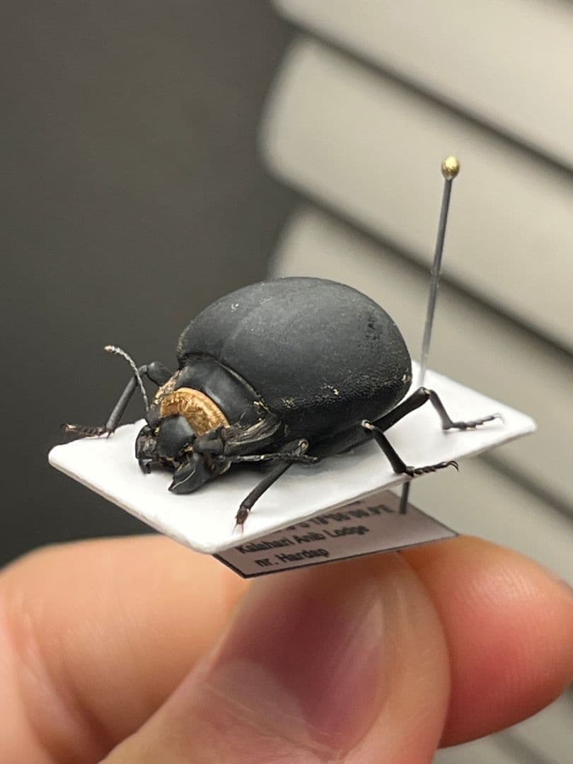 オオクジャクアゲハ♂♂ 標本セット☆ パキスタン産＆バングラデシュ産