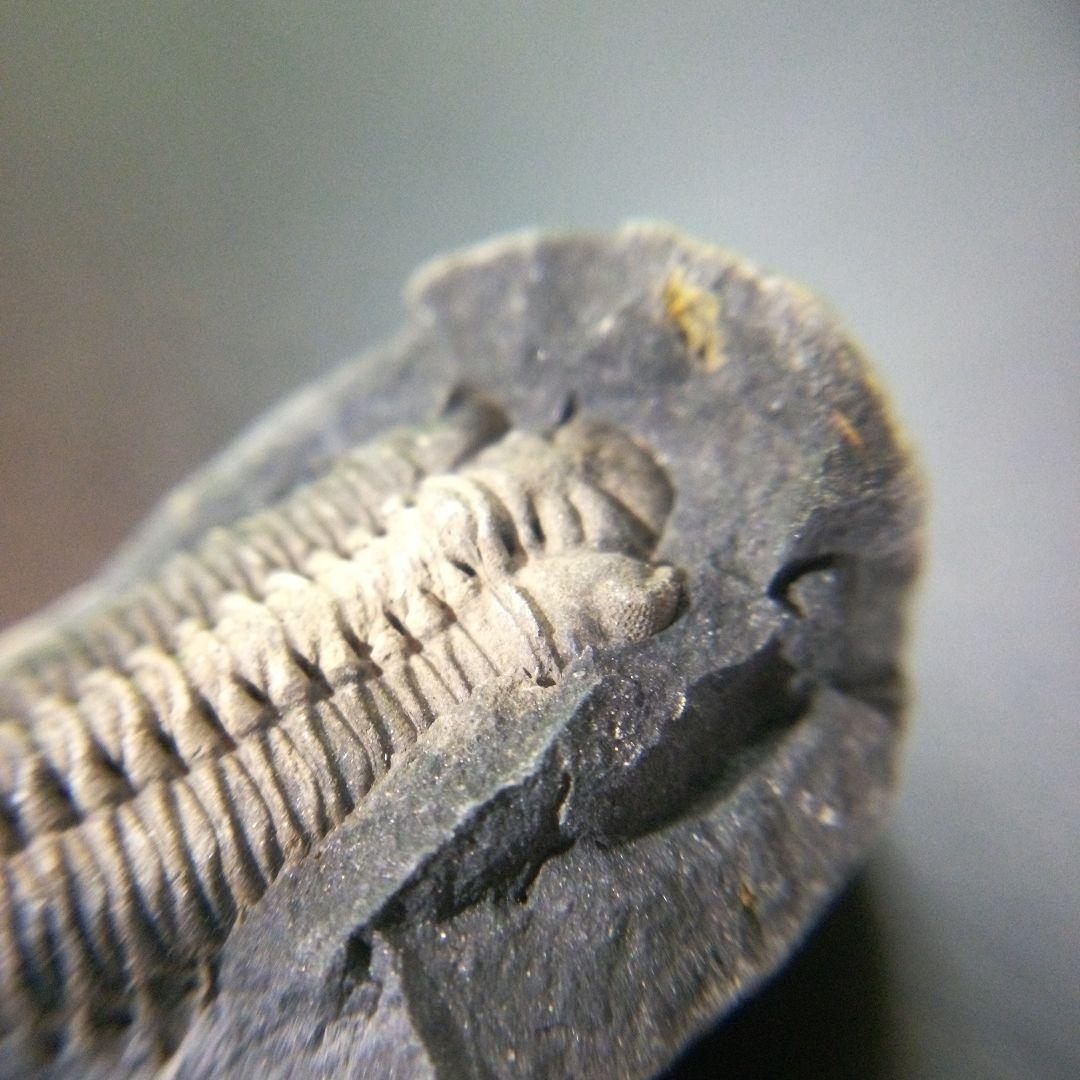 三葉虫 化石 fossil 海 ボリビア産 trilobite 海生動物種別⑩ - メルカリ