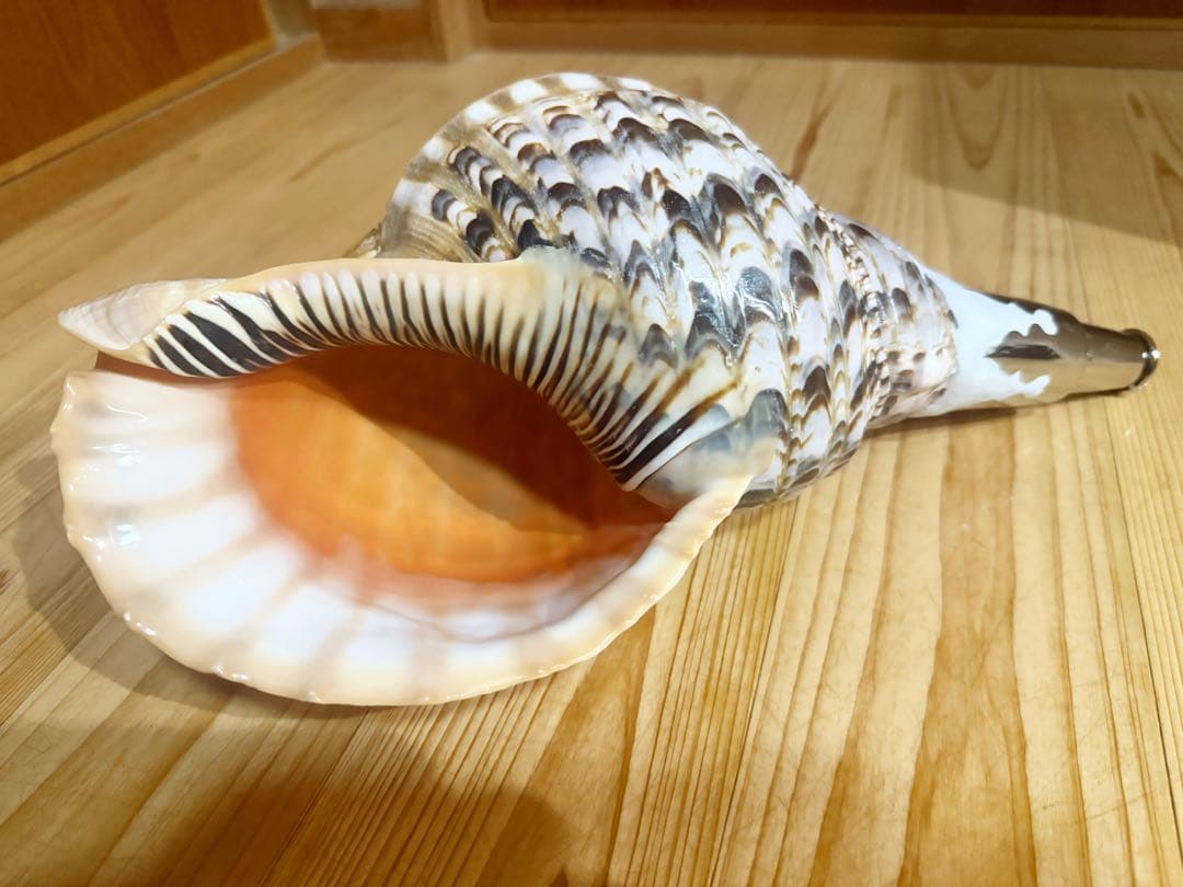 修験道法螺貝37.5㎝ 山伏 密教 魔除け 熊よけ❣️ホラガイ ほら貝