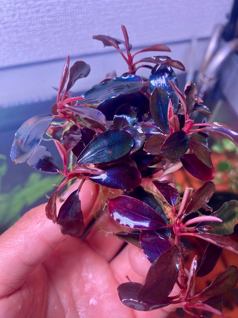 ブセファランドラｓｐ. ブラックエンゼル 大群生