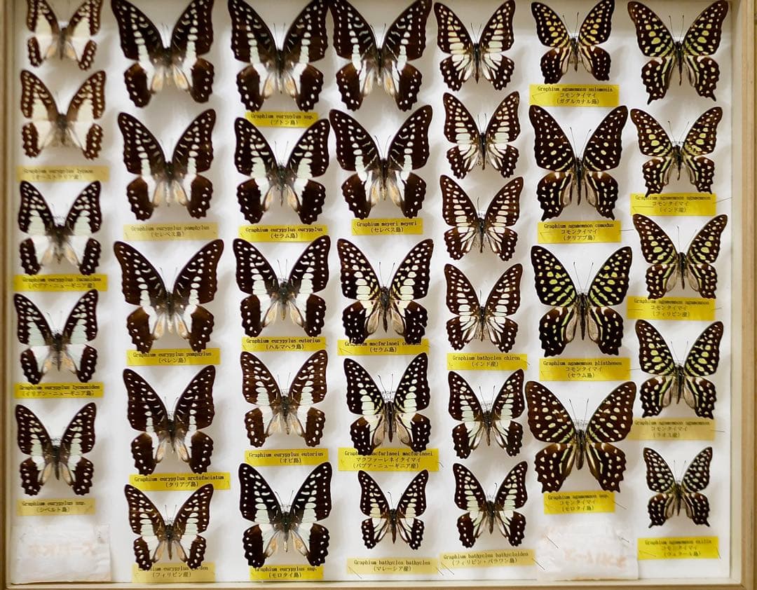 特別価格コレクションシリーズ-アグリアス-ファルキドン-ルムルティー-01