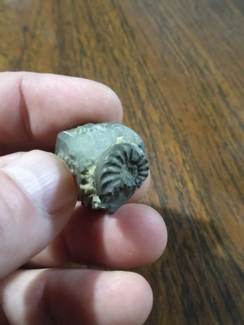 世界のアンモナイト 化石 ヘマタイト 方解石置換