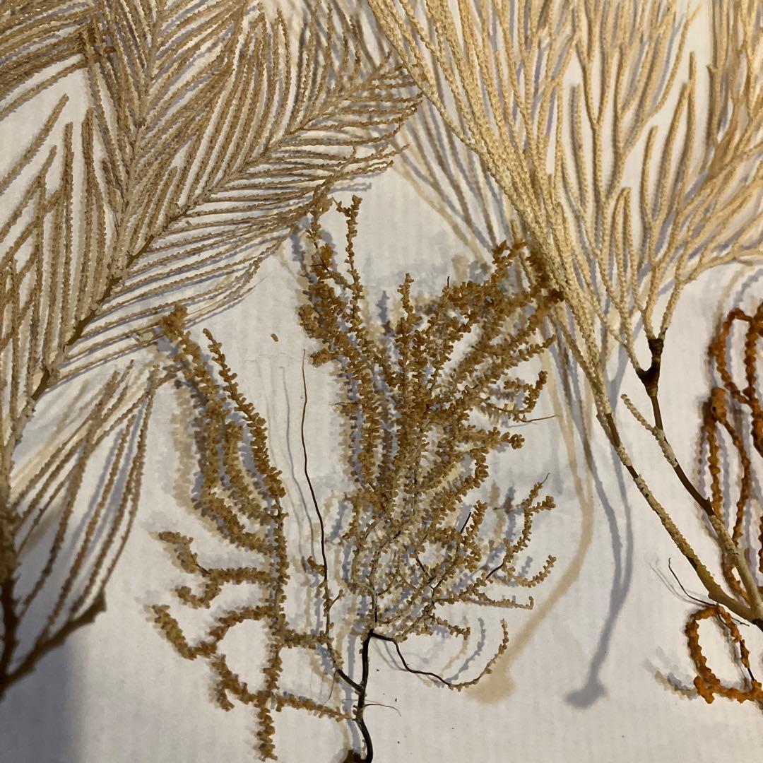 本日値下げ　高知県産　珊瑚お得セット