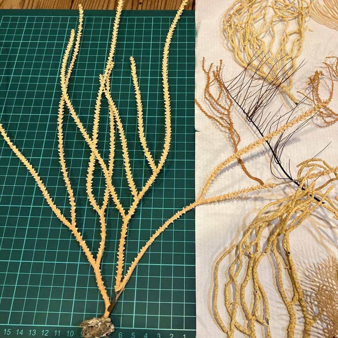 本日値下げ　高知県産　珊瑚お得セット