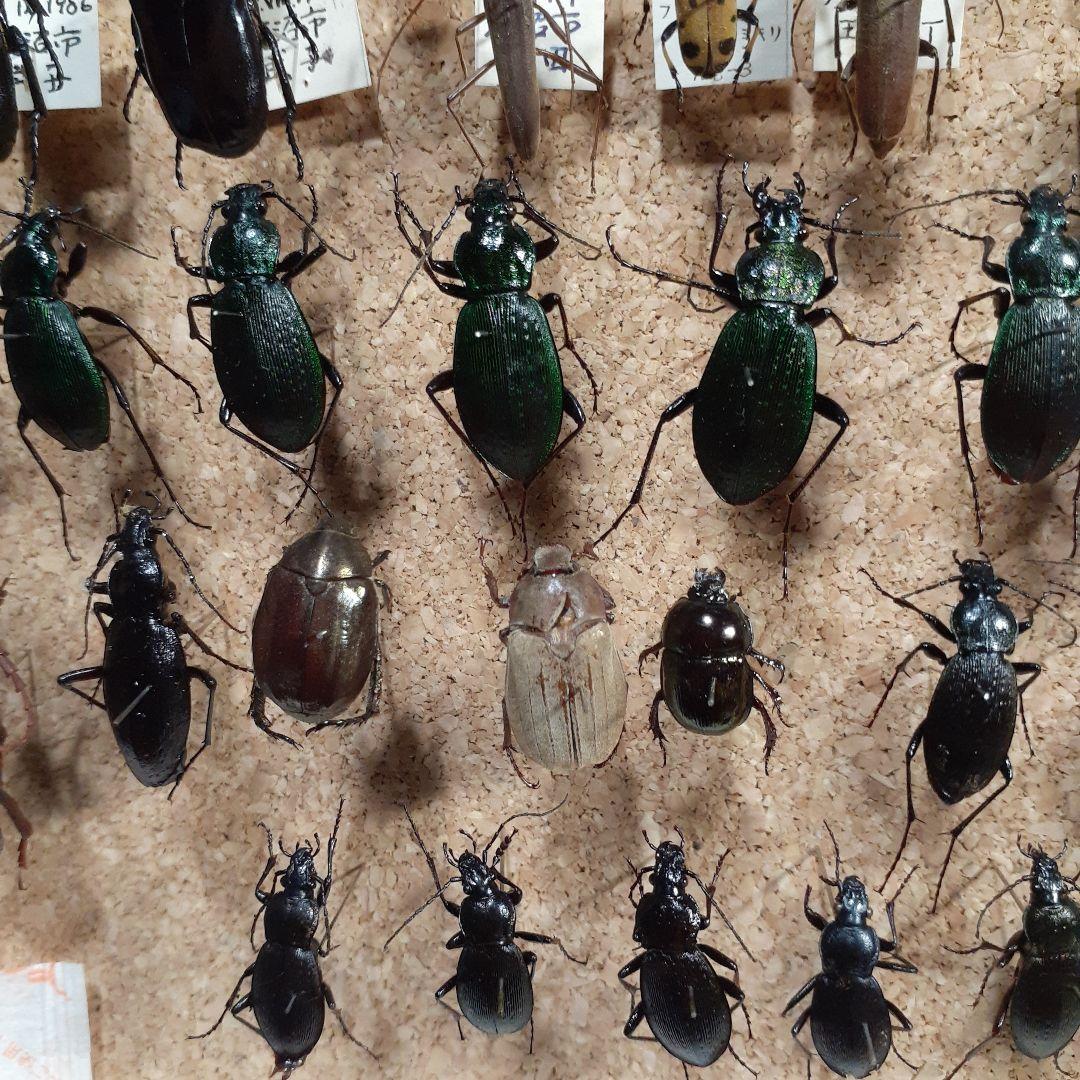 甲虫標本 カミキリムシ、オサムシほか66頭。大型ドイツ標本箱入り