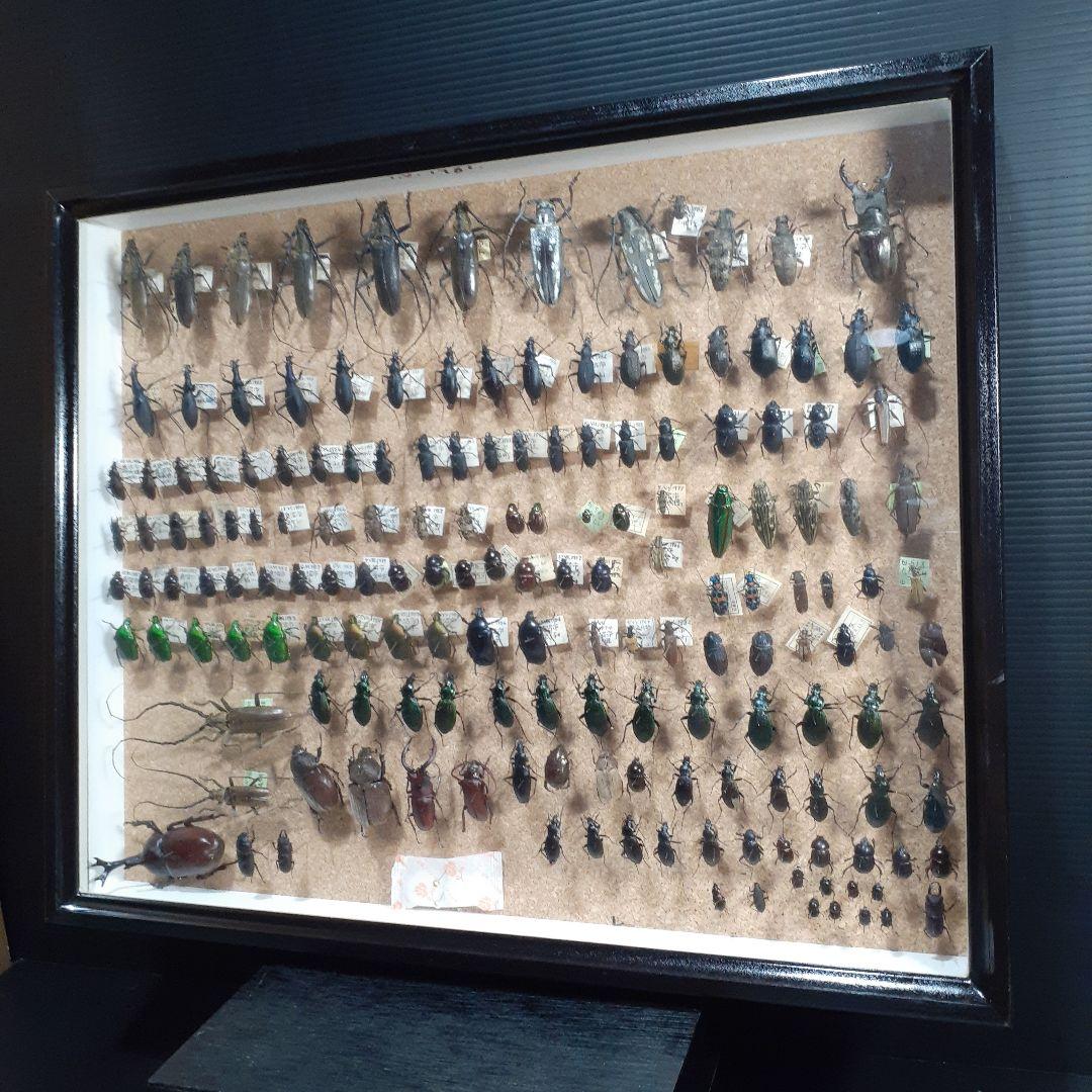 甲虫標本 カミキリムシ、オサムシほか66頭。大型ドイツ標本箱入り