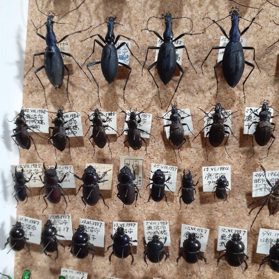 甲虫標本 カミキリムシ、オサムシほか66頭。大型ドイツ標本箱入り