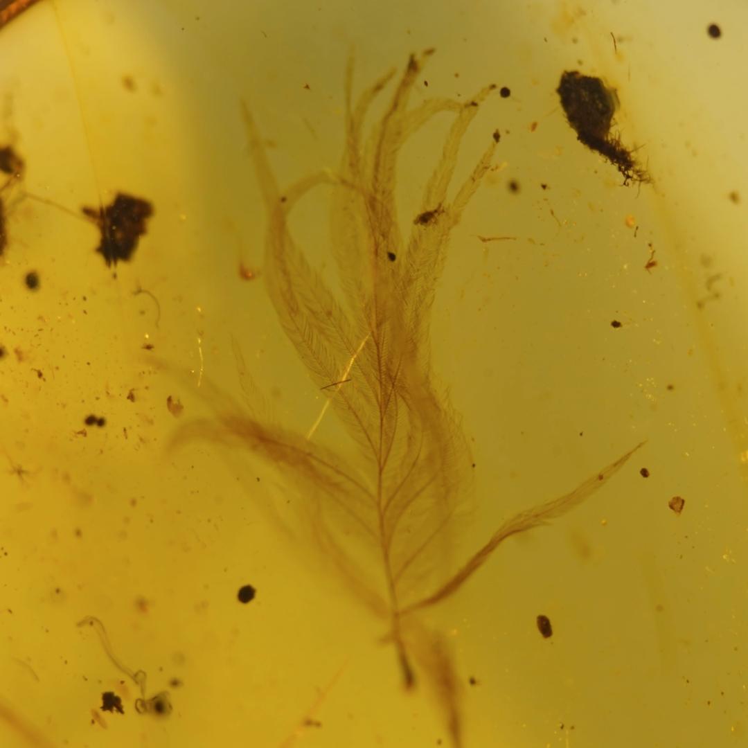 レア極上品TT0010虫入り琥珀化石ミャンマーカムティかタナイ産 9900万