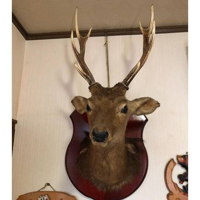 鹿の剥製