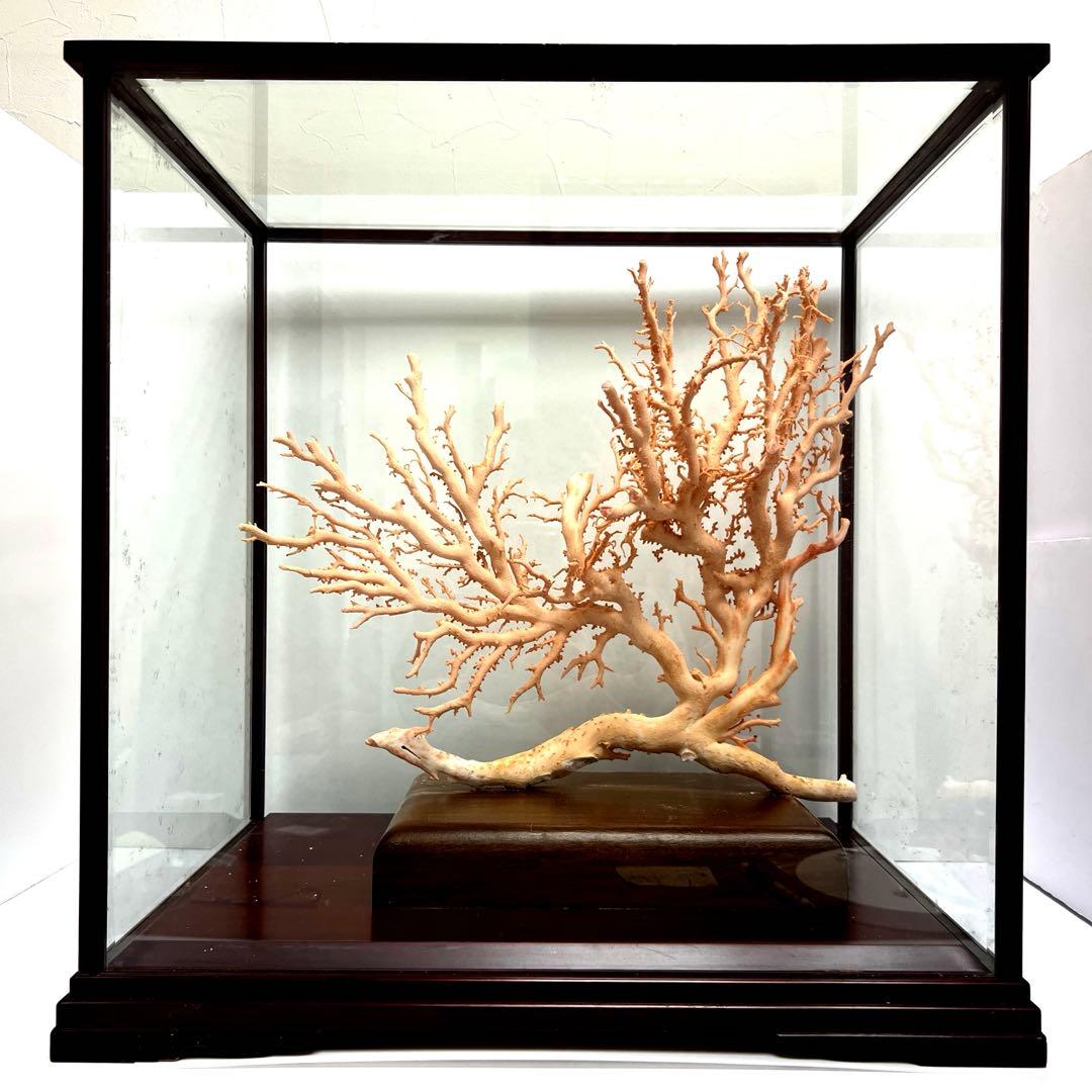 本桃色珊瑚　超特大原木　ガラスケース付　東Y8-0105☆2Fタサオ 本桃色珊瑚 超特大原木 ガラスケース付 東Y8-0105☆2Fタサオ docomo