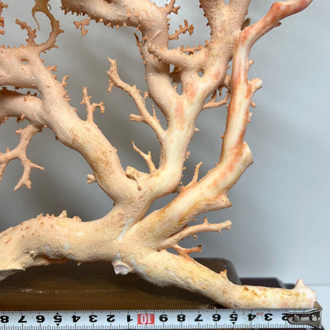 本桃色珊瑚 超特大原木 ガラスケース付 東Y8-0105☆2Fタサオ 金魚