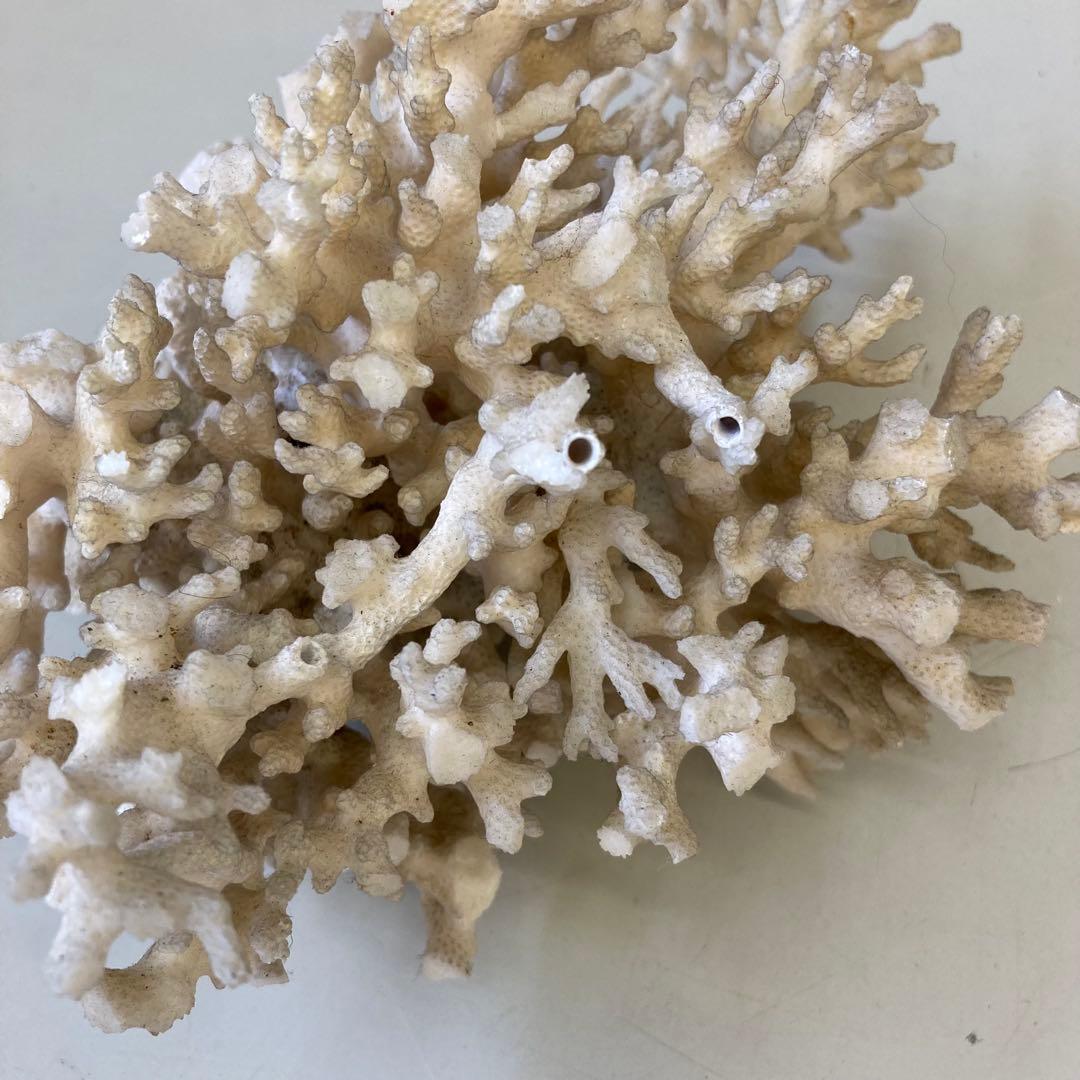 ホワイトサンゴ 自然形状 アクアリウム用