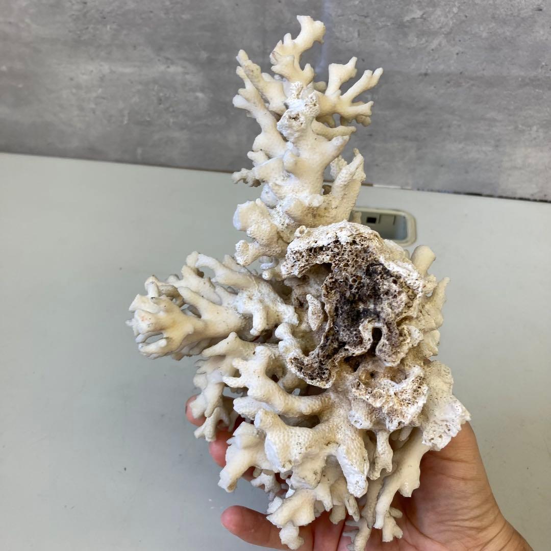 ホワイトサンゴ 自然形状 アクアリウム用