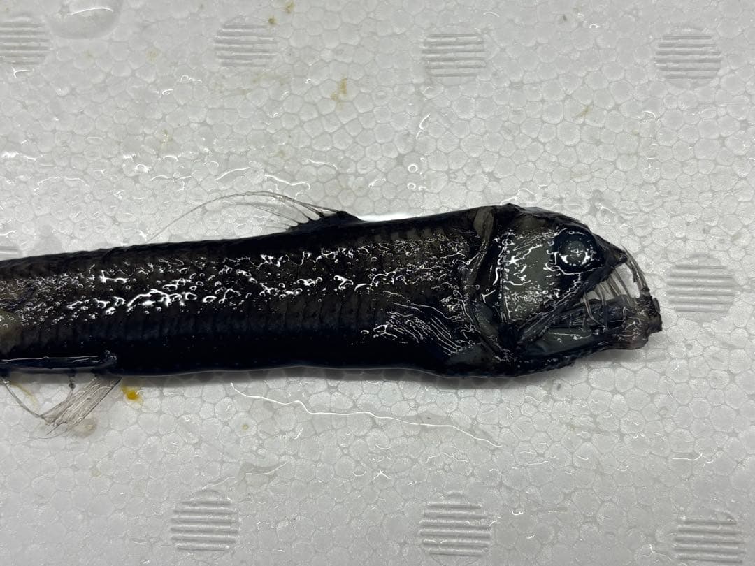 激レア！ホウライエソ大　液浸標本