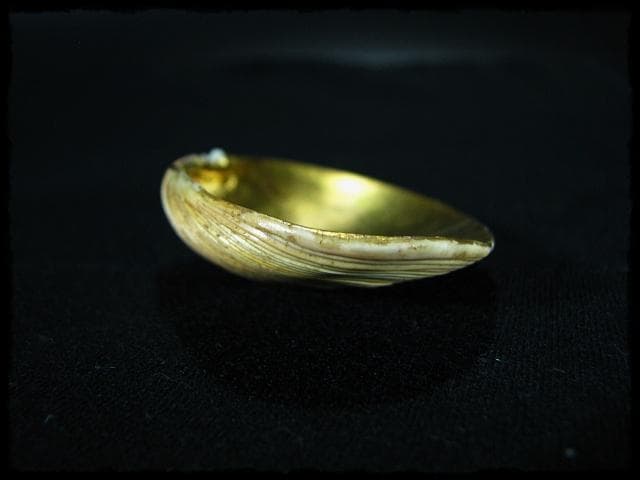 寿多礼貝 すだれ貝 安政二年 鳥飼 宗正 銘波隠 香合 茶道具