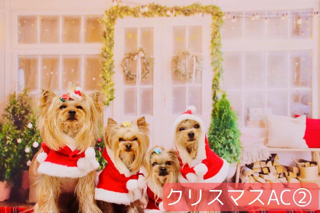 業務用トリミングチョーカー+背景布 クリスマスツリー ペットサロン 雪 犬